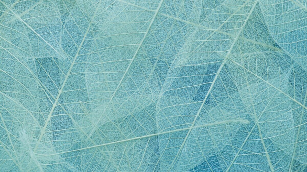 Criza E.coli 2009: cum au fost falimentați fermierii români