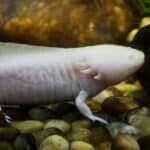 Axolotl ca animal de companie costă minimum 1150 lei investiția