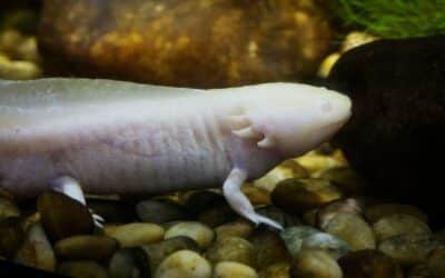 Axolotl ca animal de companie costă minimum 1150 lei investiția