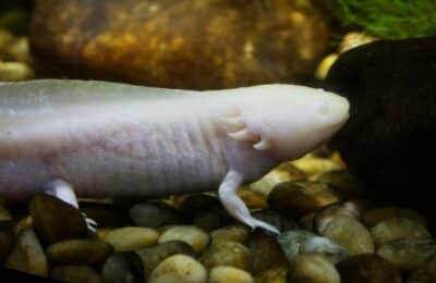 Axolotl ca animal de companie costă minimum 1150 lei investiția