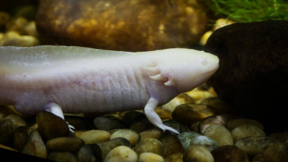 axolotl animal companie