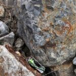 FDA găsește bacterii periculoase în 15 loturi de lapte praf pentru sugari