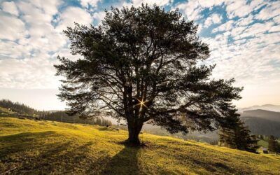 Padelul explodează în România urmând trendul din Irlanda de Nord