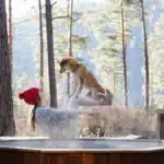 Pat pentru câini de 599 lire: noua obsesie a stăpânilor