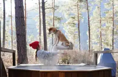 Pat pentru câini de 599 lire: noua obsesie a stăpânilor