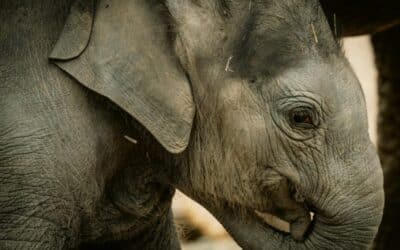 Linh Mai, puiul de elefant de 254 kg, debutează public