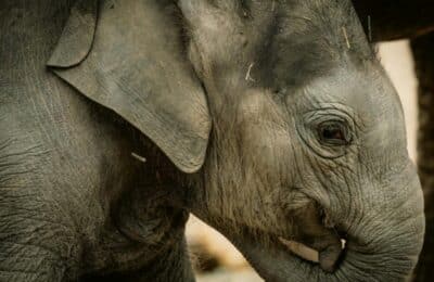 Linh Mai, puiul de elefant de 254 kg, debutează public