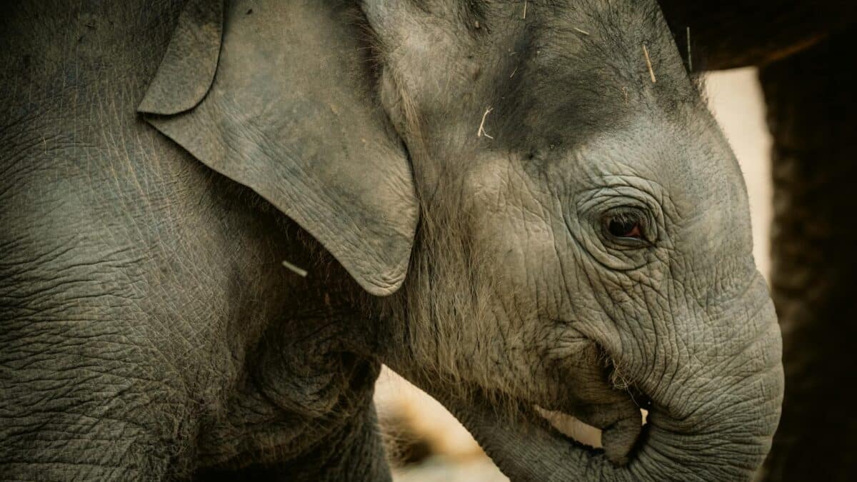 Linh Mai, puiul de elefant de 254 kg, debutează public