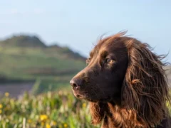 Kate si William au facut anuntul. Cine este Otto si de ce a aparut acum in viata lor