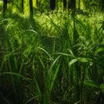 Ce trebuie să verifici după ce intri în casă ca să reduci riscul de căpușe