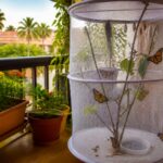 O familie de români din Tenerife a transformat balconul într o maternitate de fluturi monarh