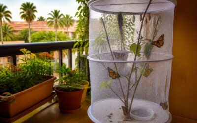 O familie de români din Tenerife a transformat balconul într o maternitate de fluturi monarh