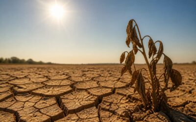 Un val de căldură aduce temperaturi de până la 39 de grade și nopți tropicale în România