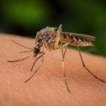 Virusul West Nile a ajuns la 48 de cazuri în SUA până la 30 iunie, iar 38 au fost forme grave
