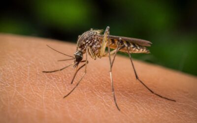 Virusul West Nile a ajuns la 48 de cazuri în SUA până la 30 iunie, iar 38 au fost forme grave