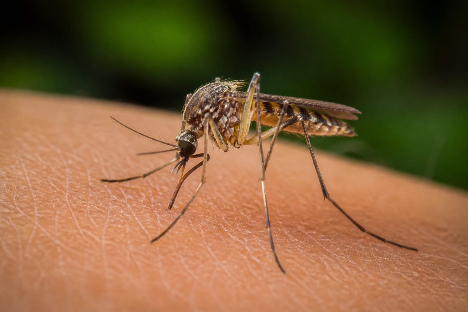 Virusul West Nile a ajuns la 48 de cazuri în SUA până la 30 iunie, iar 38 au fost forme grave