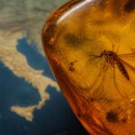 Virusul West Nile s-a extins în Europa, iar Italia a raportat 13 decese