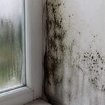 Mucegaiul din locuințe este asociat cu probleme respiratorii la copii