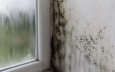 Mucegaiul din locuințe este asociat cu probleme respiratorii la copii