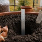 Reguli și distanțe pentru plantarea bulbilor de flori în sezonul de toamnă
