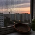 România a raportat 58 de cazuri de West Nile și trei decese până la 2 septembrie