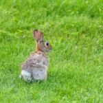 Iepurii costau de patru sau cinci ori mai mult decât puii în Anglia medievală. Cum au devenit accesibili