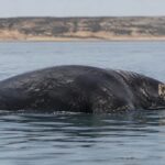 Peste 300 de pui de balenă au murit în Patagonia. Cercetătorii investighează cum s-a extins infecția