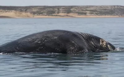 Peste 300 de pui de balenă au murit în Patagonia. Cercetătorii investighează cum s-a extins infecția