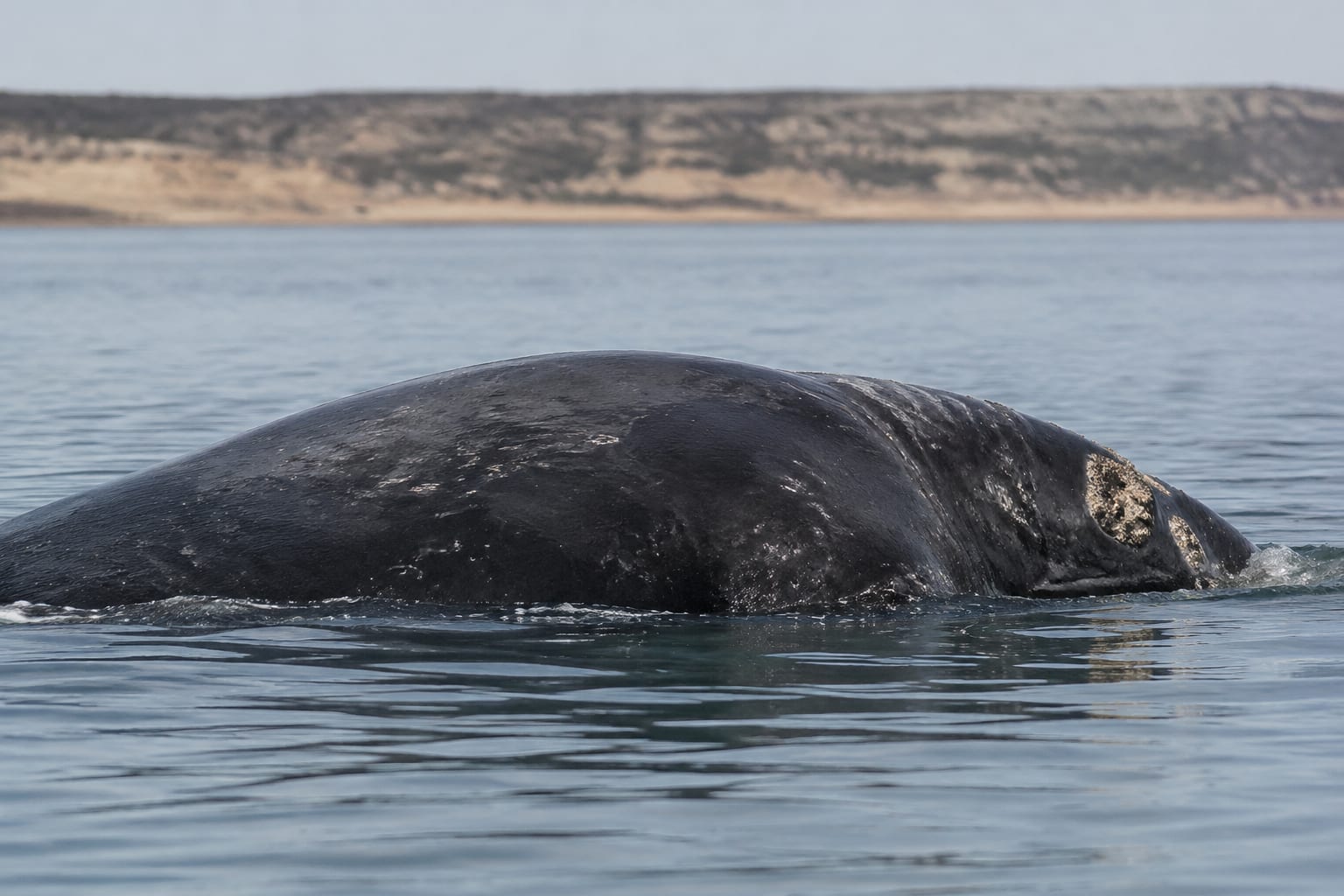 Pui de balenă morți în Patagonia