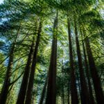 Căldura extremă încetinește fotosinteza arborilor sequoia de coastă din California
