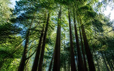 Căldura extremă încetinește fotosinteza arborilor sequoia de coastă din California