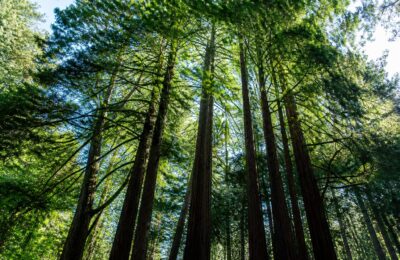 Căldura extremă încetinește fotosinteza arborilor sequoia de coastă din California