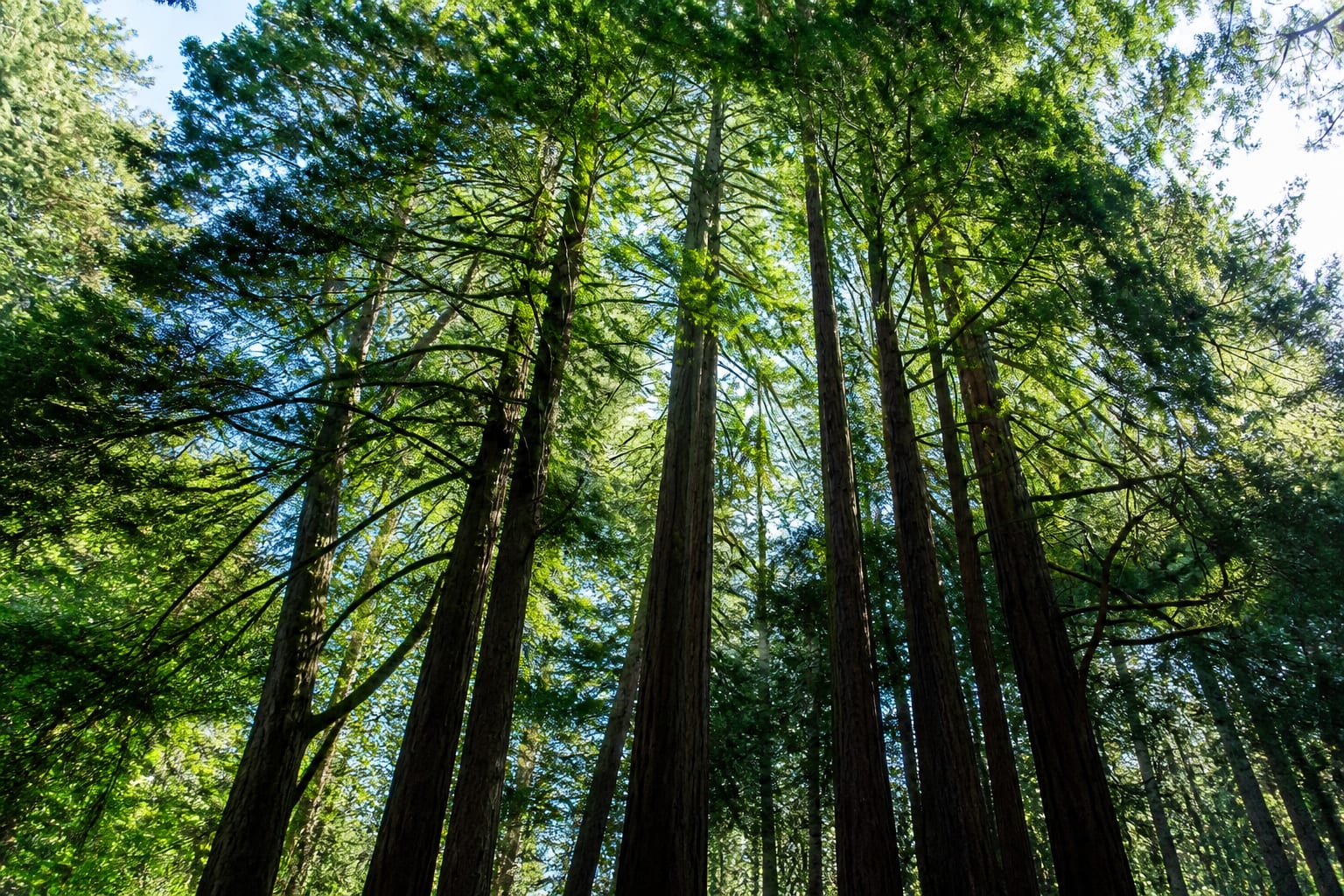 Arbori sequoia de coastă